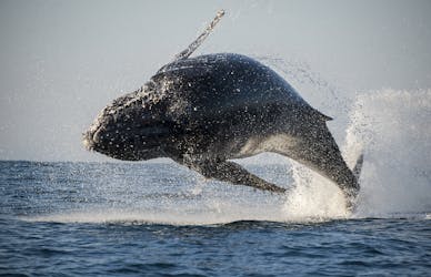 Aventura de avistamiento de ballenas y delfines en San Diego.